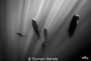 the rest of the Giants by Romain Barats 